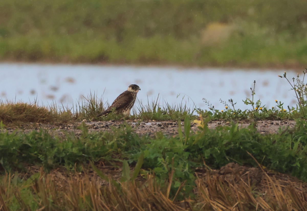 コチョウゲンボウ - ML647625489
