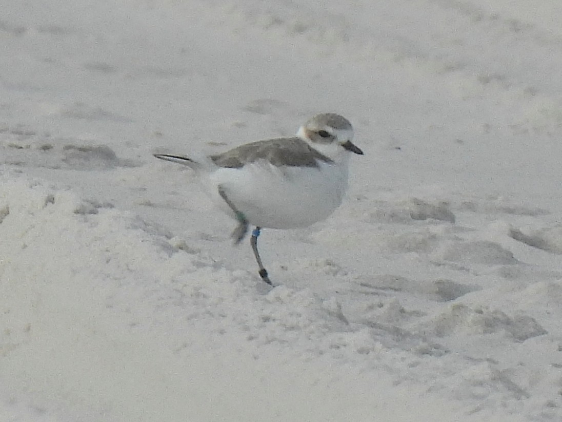 ユキチドリ - ML647625490