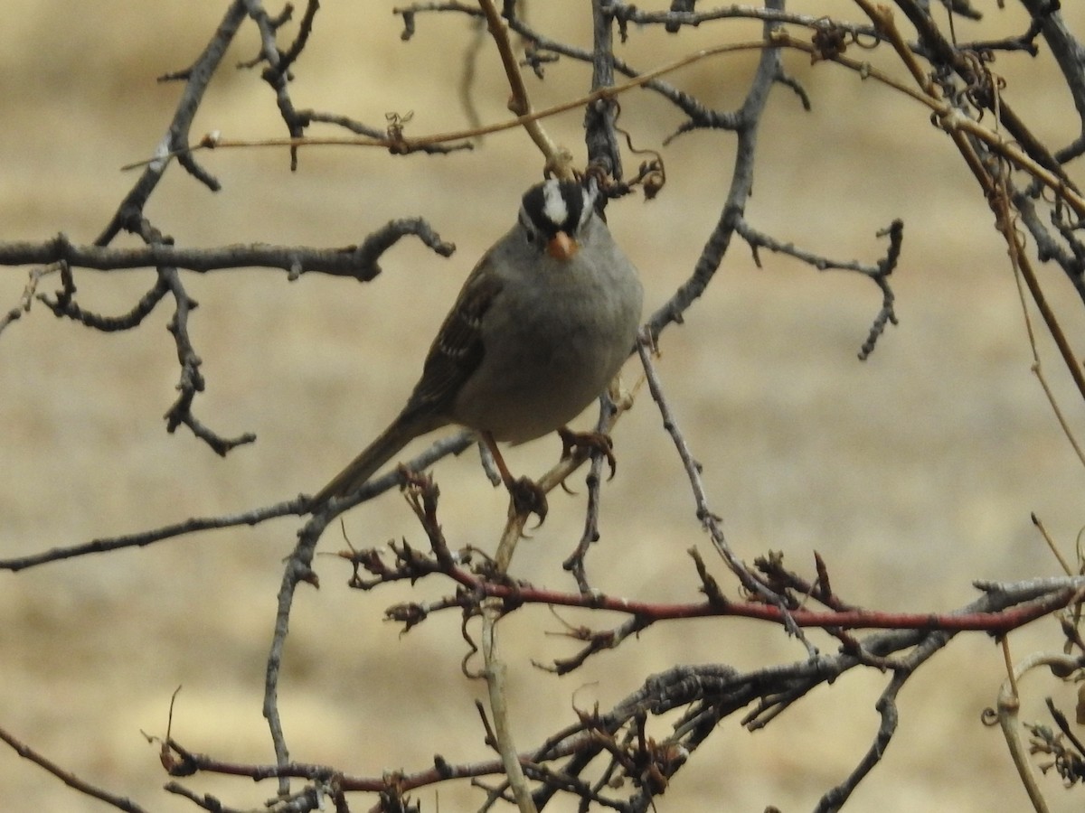 ミヤマシトド - ML647625492