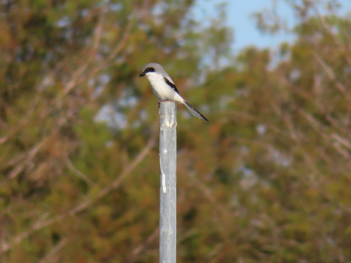 アメリカオオモズ - ML647625494