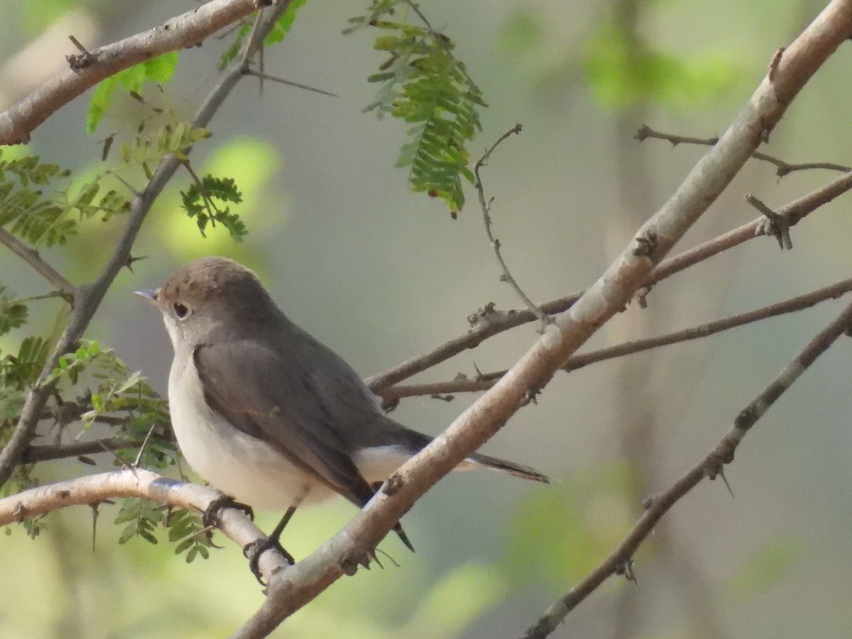 オジロビタキ - ML647625495