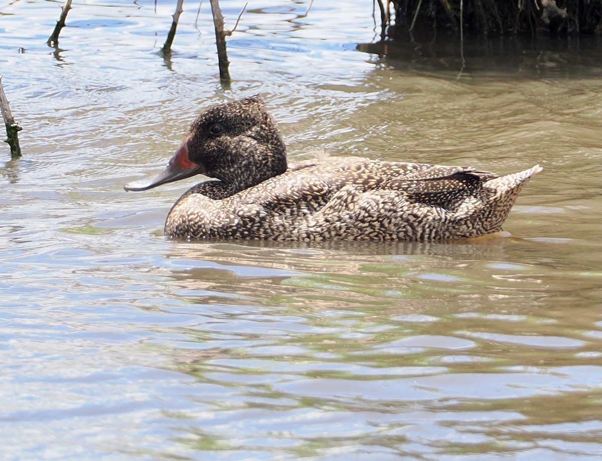 ゴマフガモ - ML647625496