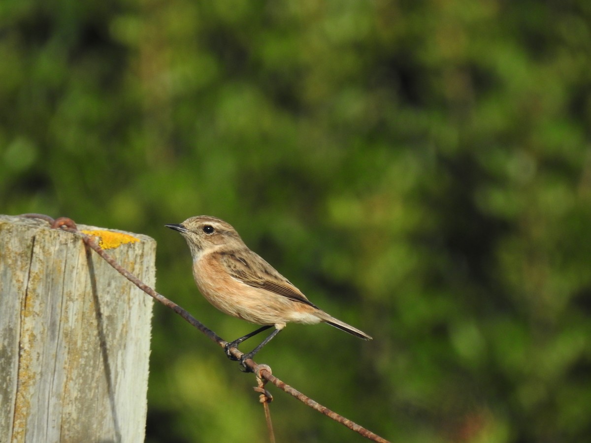 ヨーロッパノビタキ - ML647625499