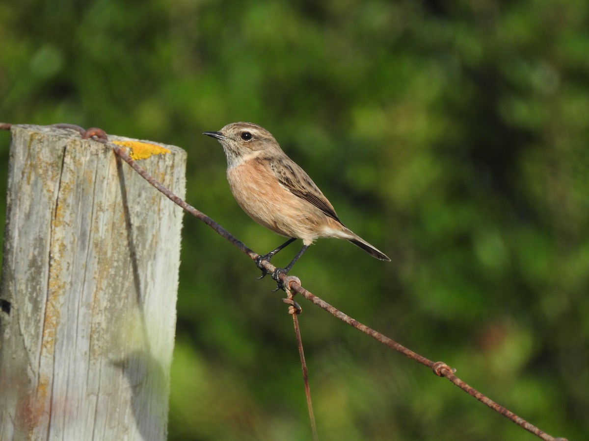 European Stonechat - ML647625500
