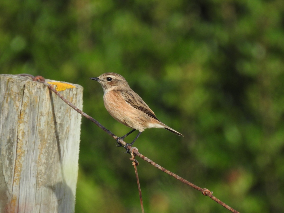 European Stonechat - ML647625501