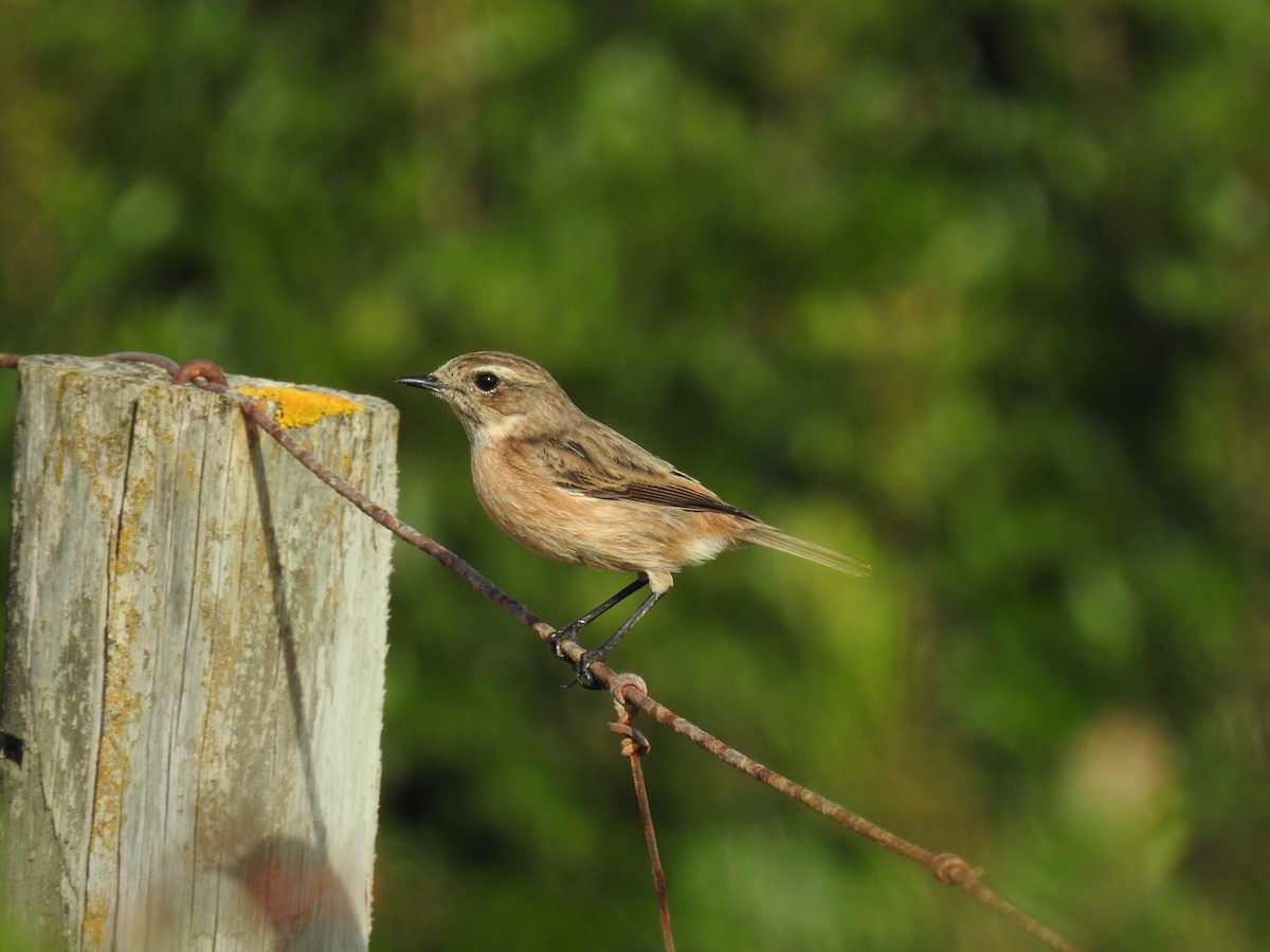 European Stonechat - ML647625502