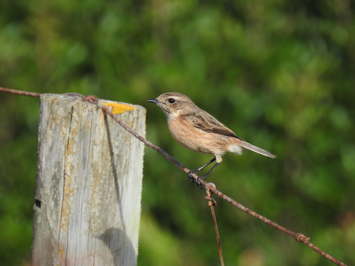 European Stonechat - ML647625503
