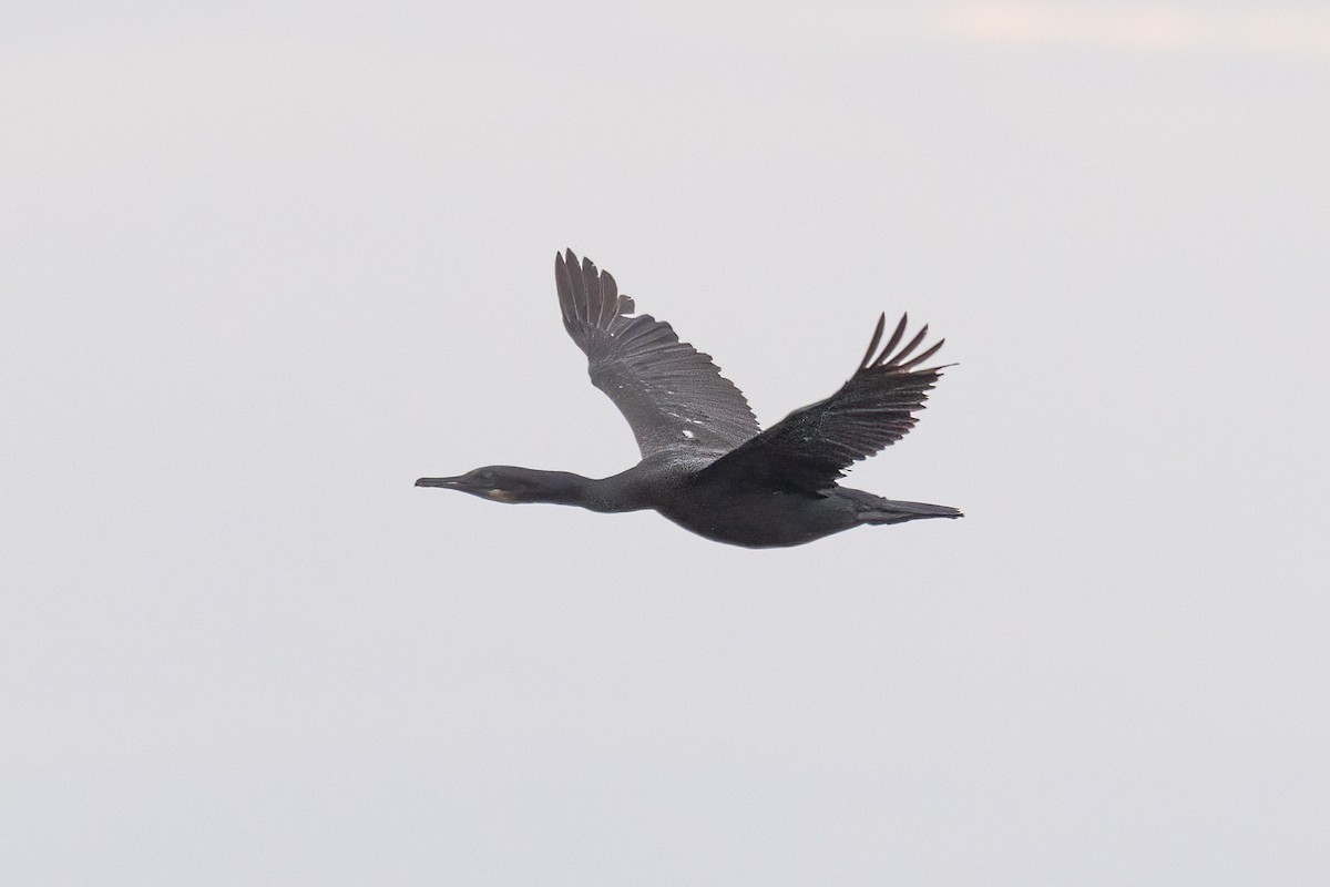 アオノドヒメウ - ML647625504