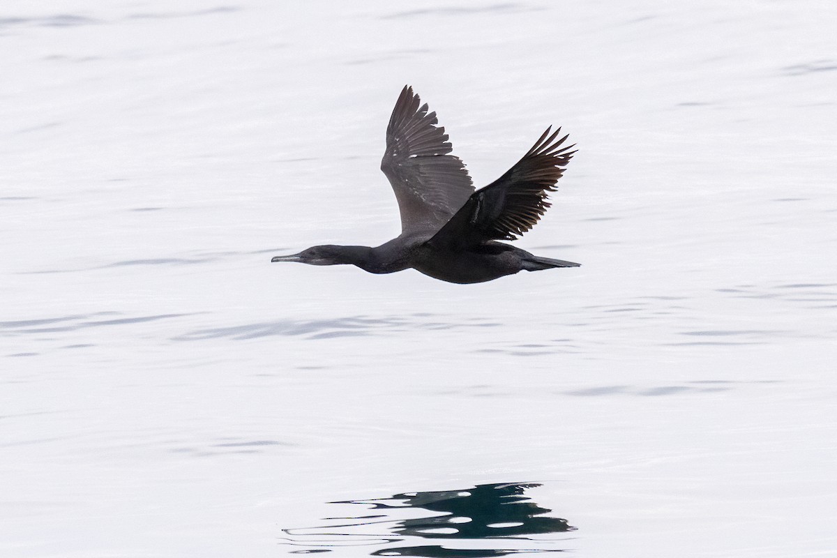 アオノドヒメウ - ML647625505