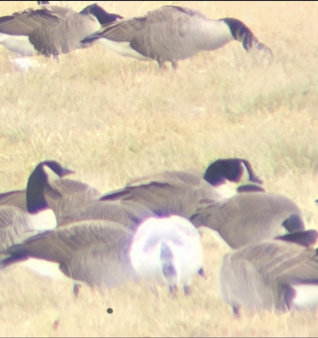 ハクガン - ML647625506