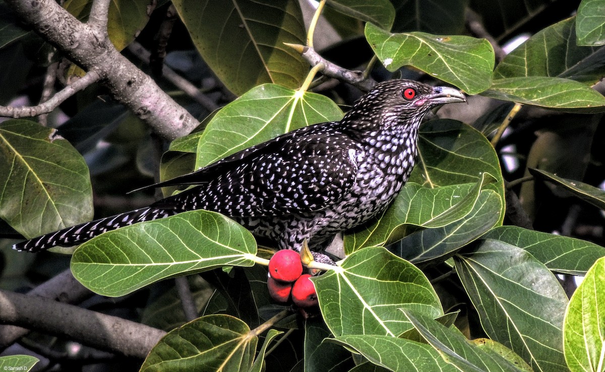 オニカッコウ - ML647625509