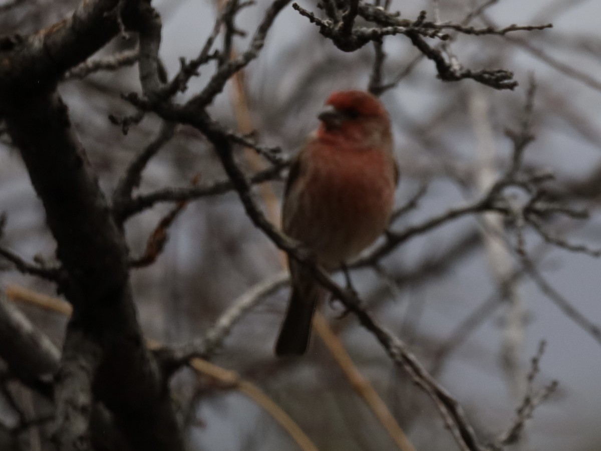 メキシコマシコ - ML647625513