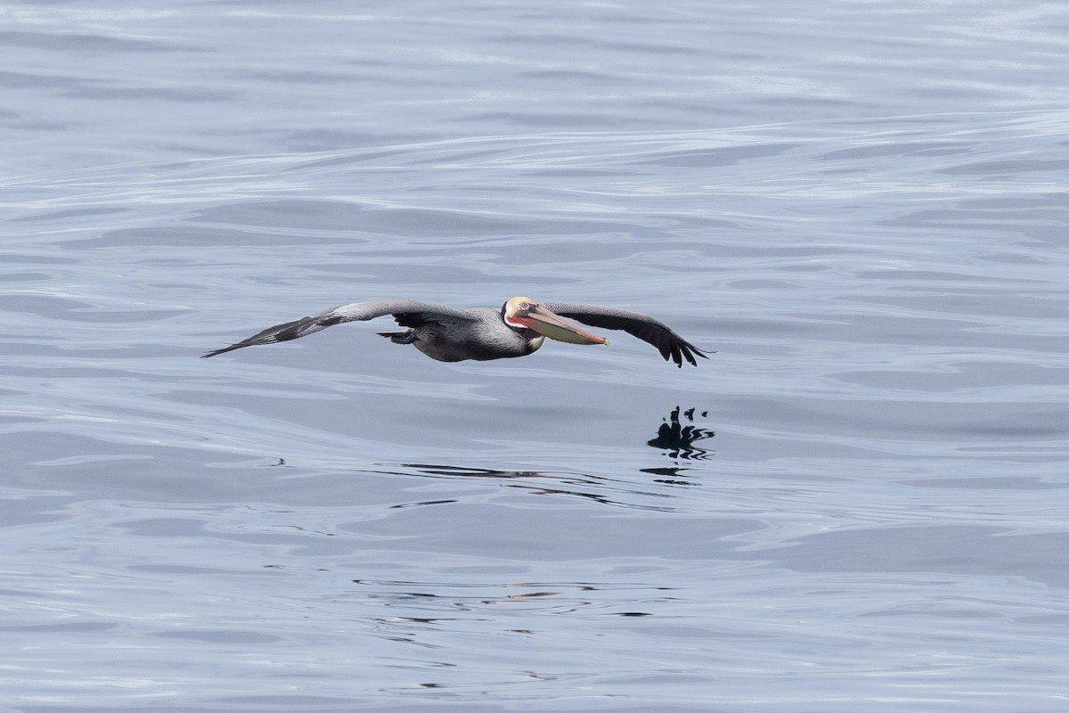 カッショクペリカン - ML647625518