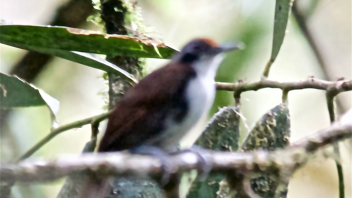 ニショクアリドリ - ML647625524