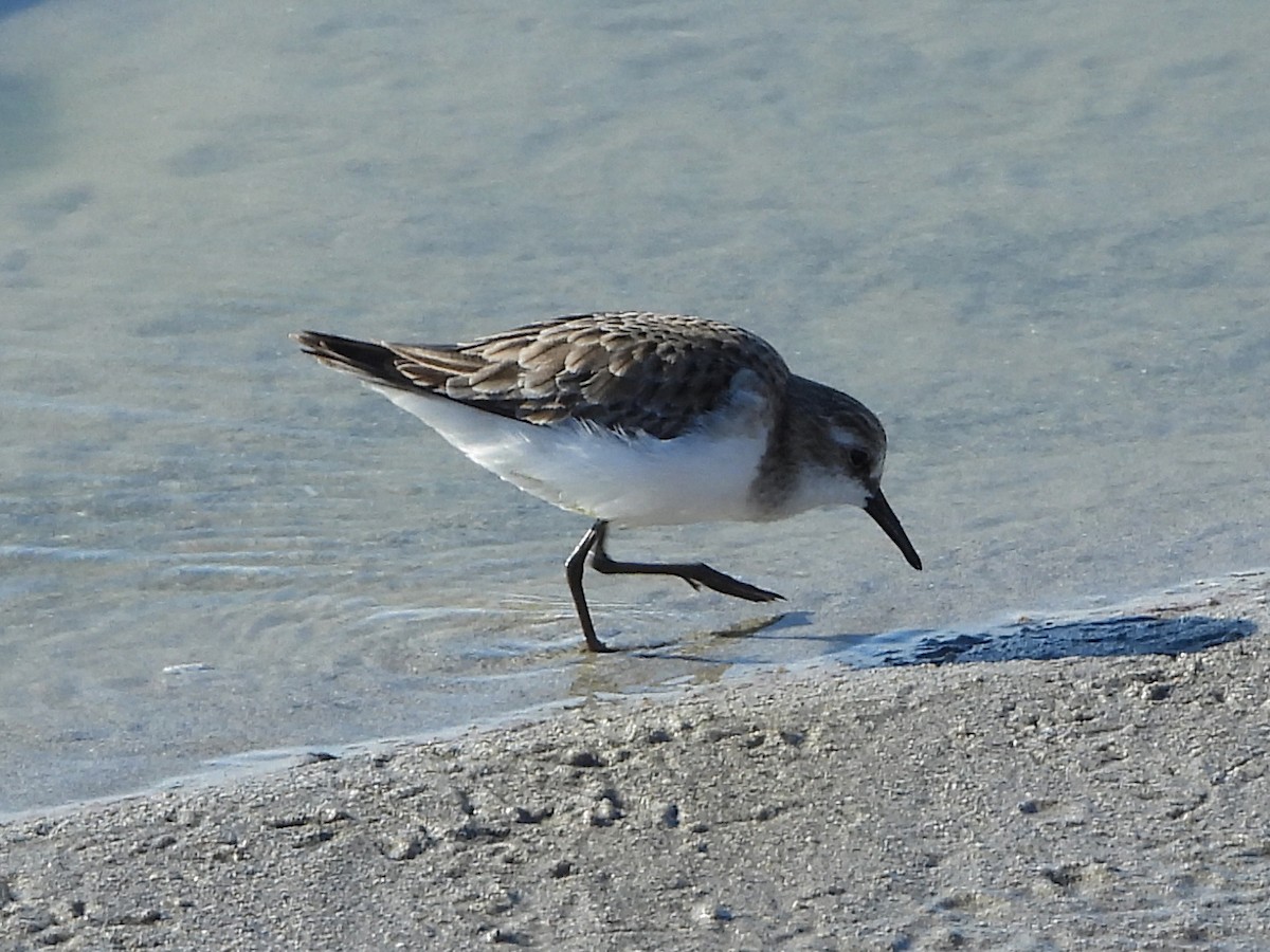 Little Stint - ML647625537