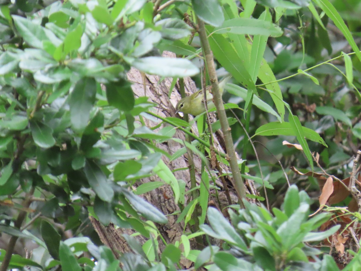 Tennessee Warbler - ML647625539