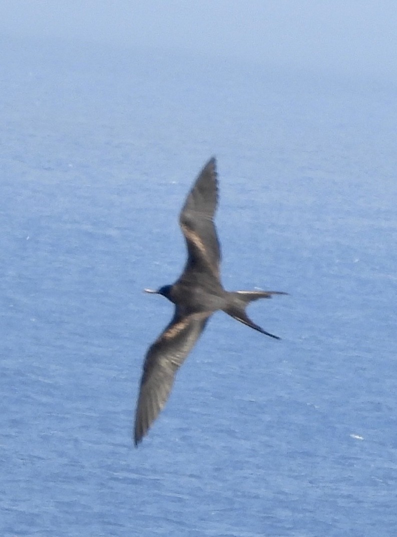 פריגט גדול - ML647625586