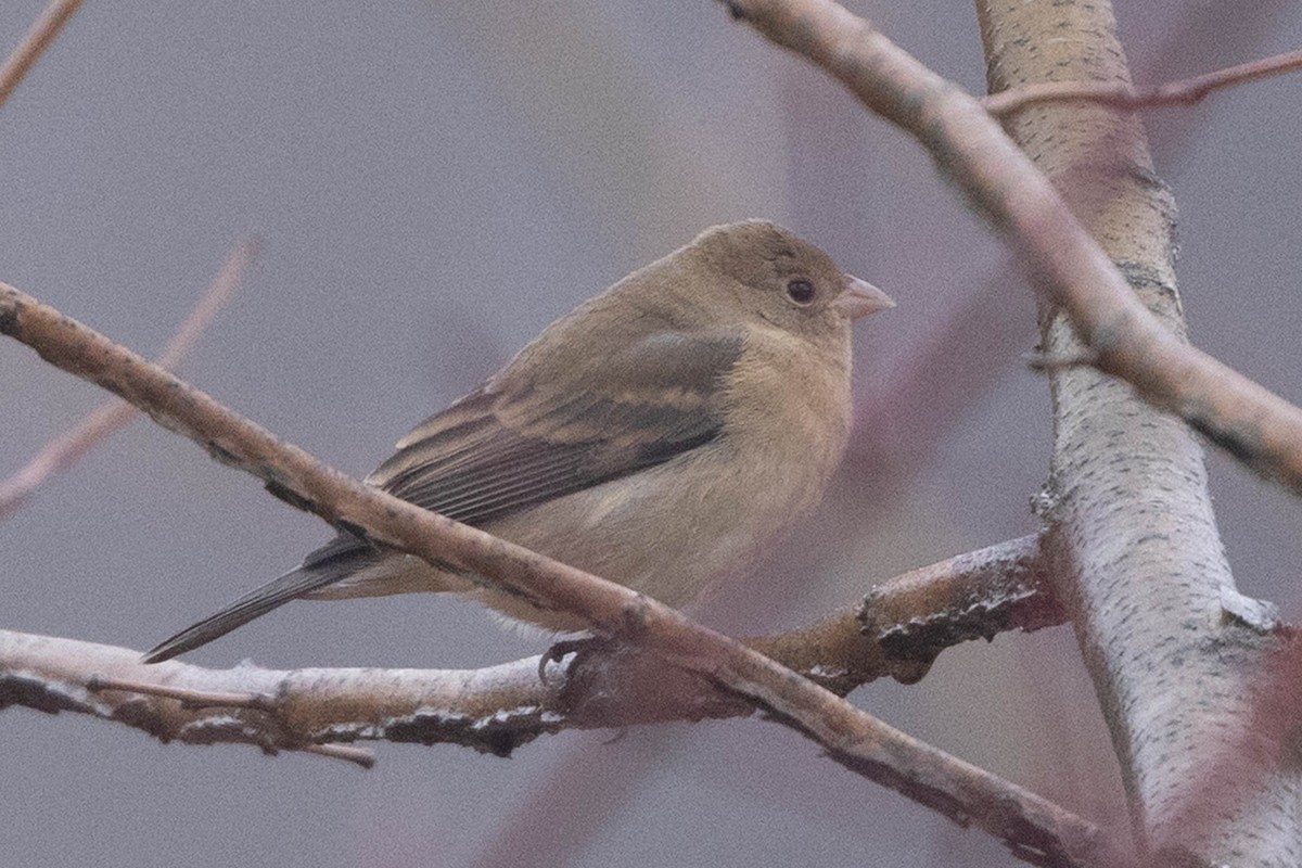 Passerin indigo - ML647625597