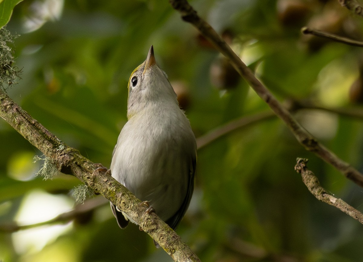 brunsideparula - ML647625630