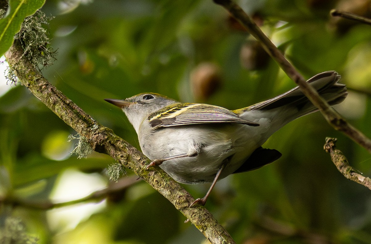 brunsideparula - ML647625631