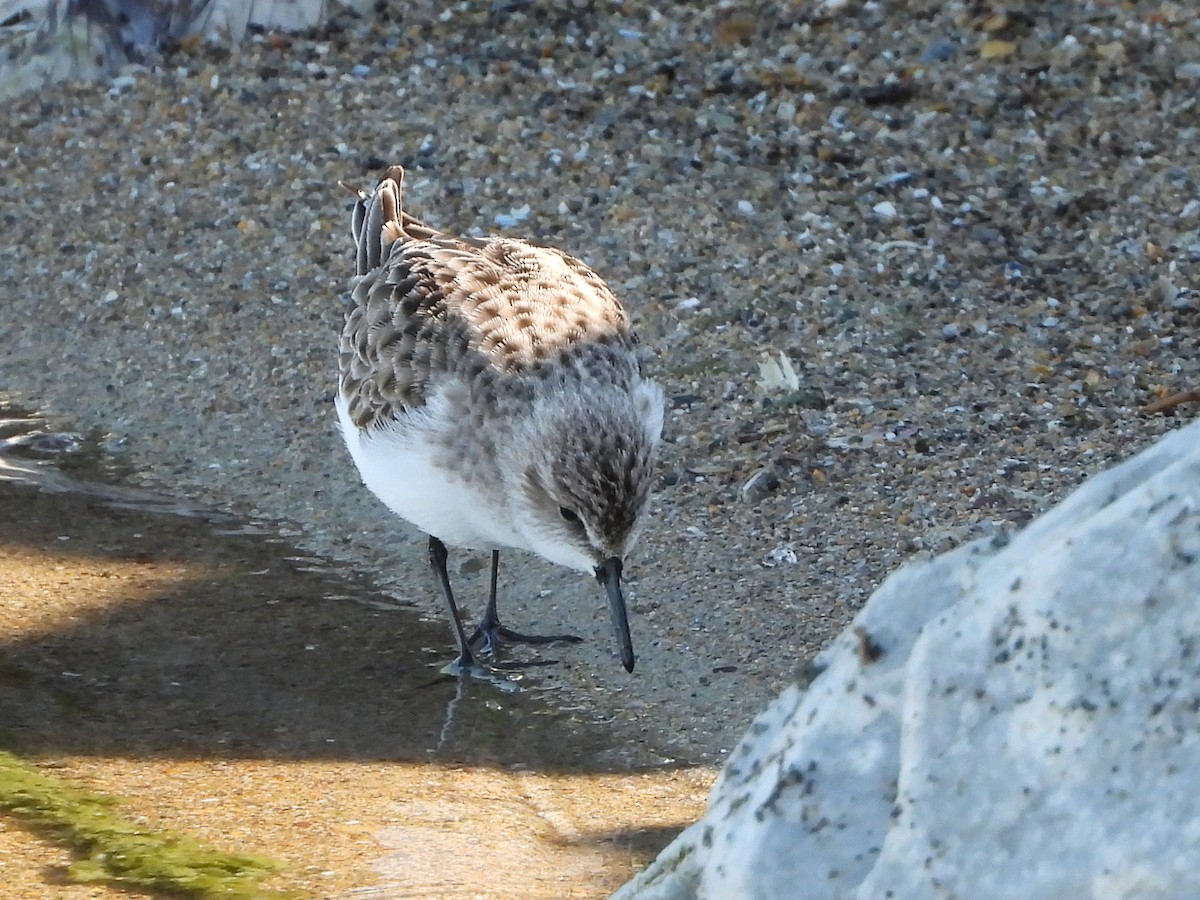 Little Stint - ML647625632