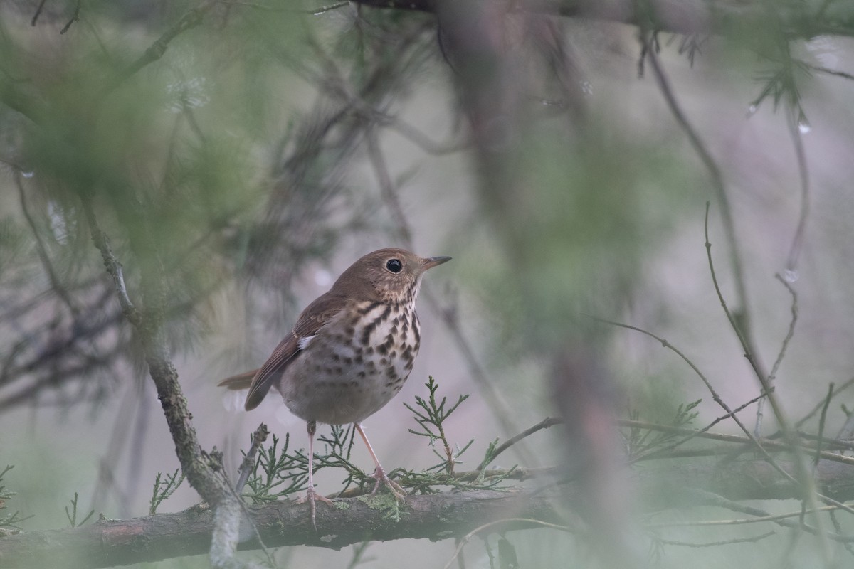 Дрізд-короткодзьоб плямистоволий - ML647625643