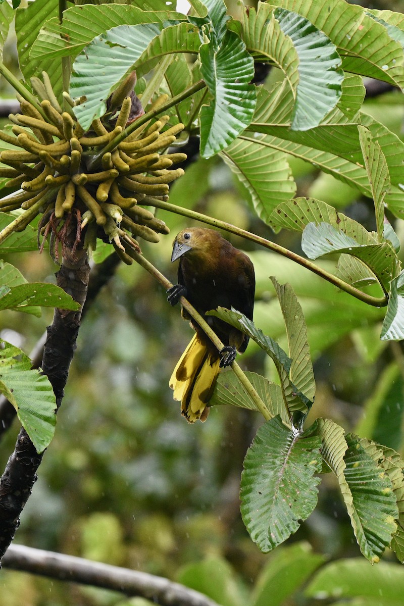 Russet-backed Oropendola - ML647625646