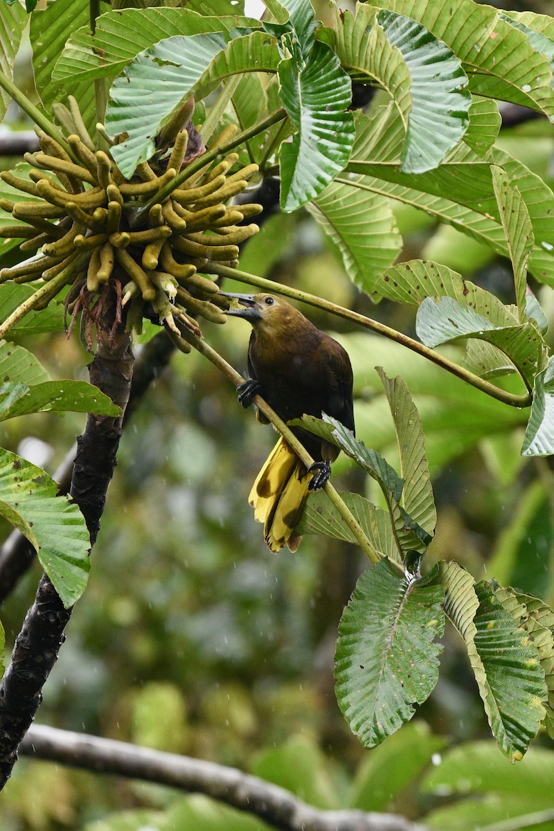 Russet-backed Oropendola - ML647625647