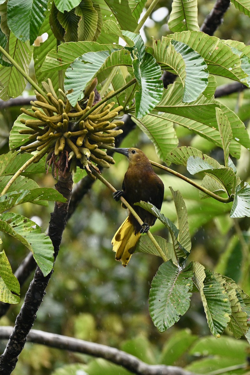 Russet-backed Oropendola - ML647625648