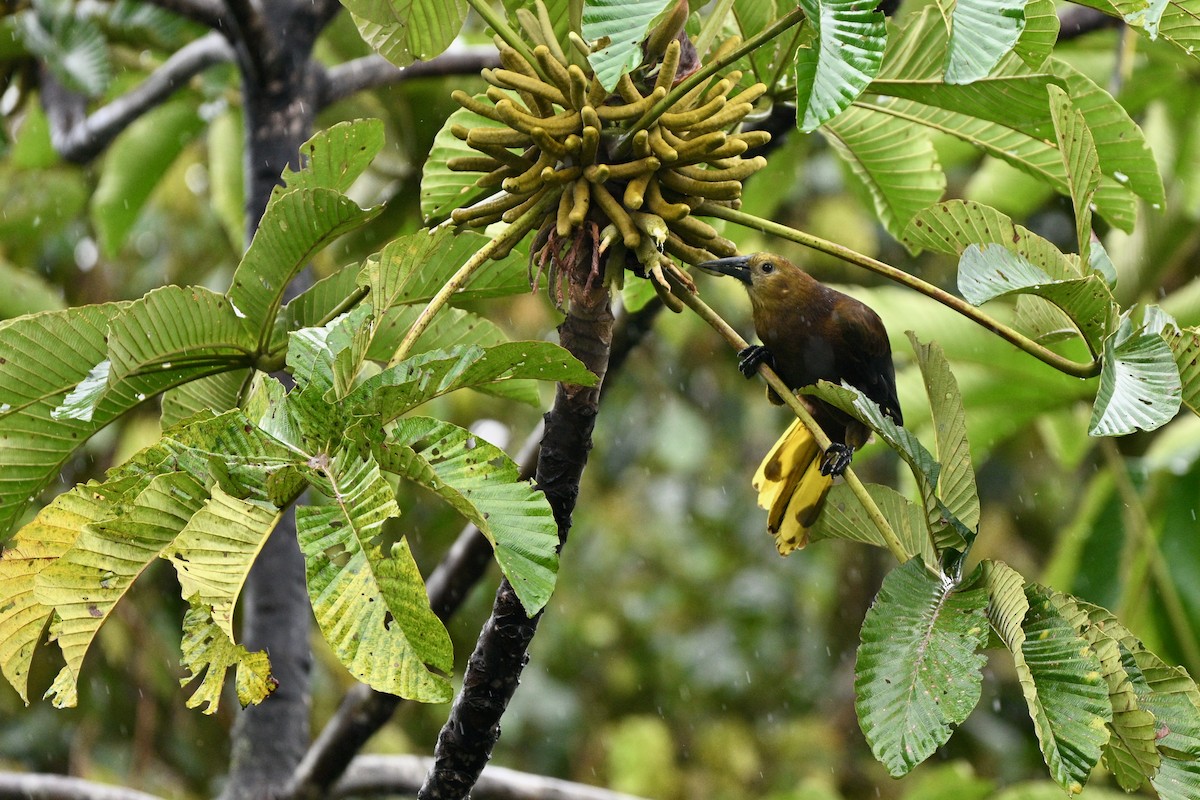 Russet-backed Oropendola - ML647625649