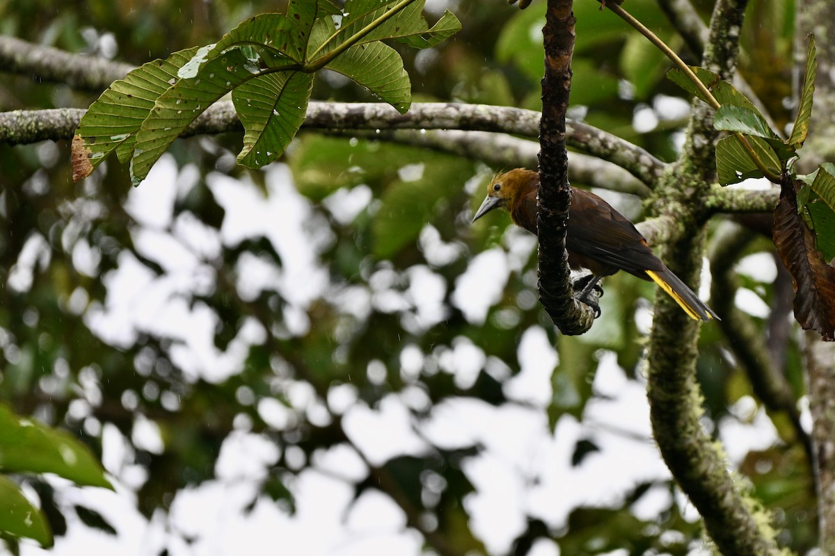 Russet-backed Oropendola - ML647625650