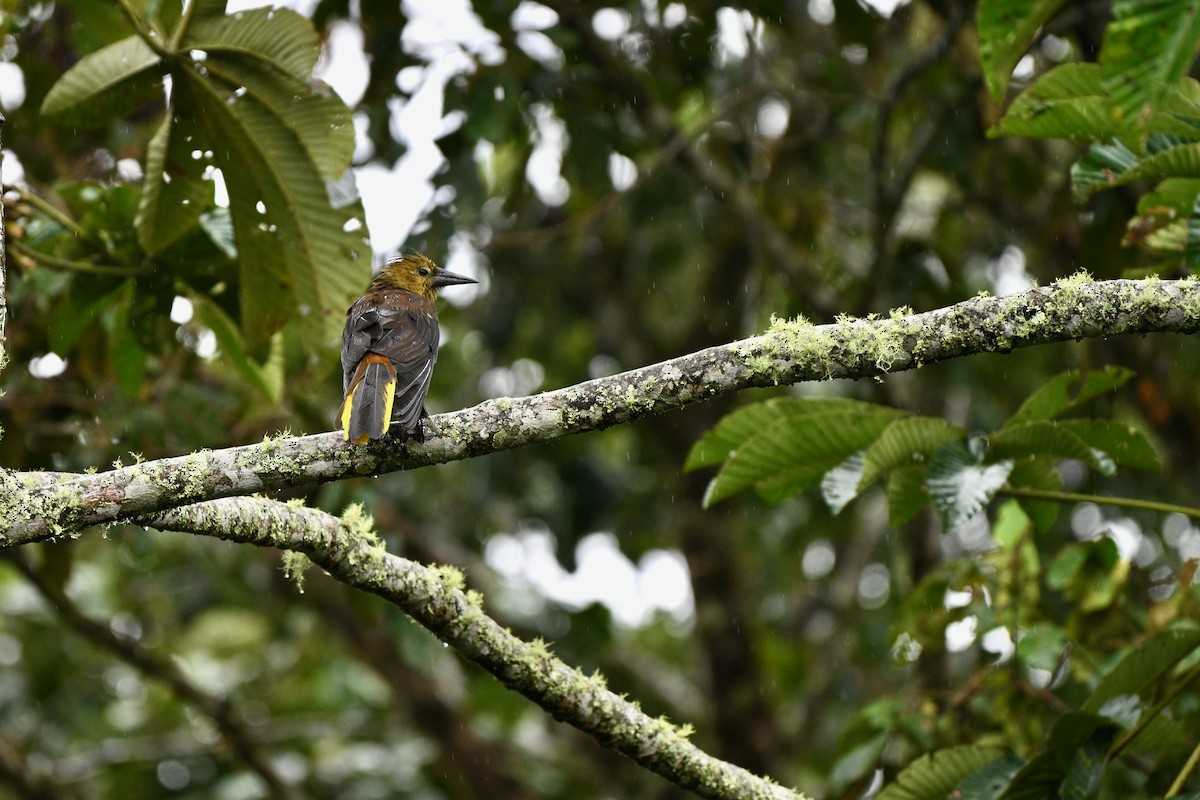 Russet-backed Oropendola - ML647625651