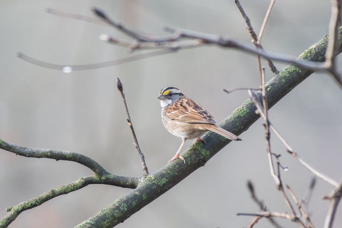 Бруант білогорлий - ML647625653