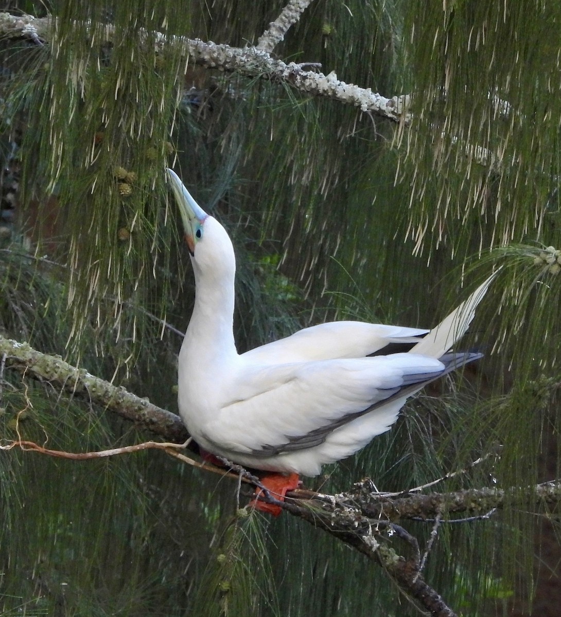 Red-footed Booby - ML647625663