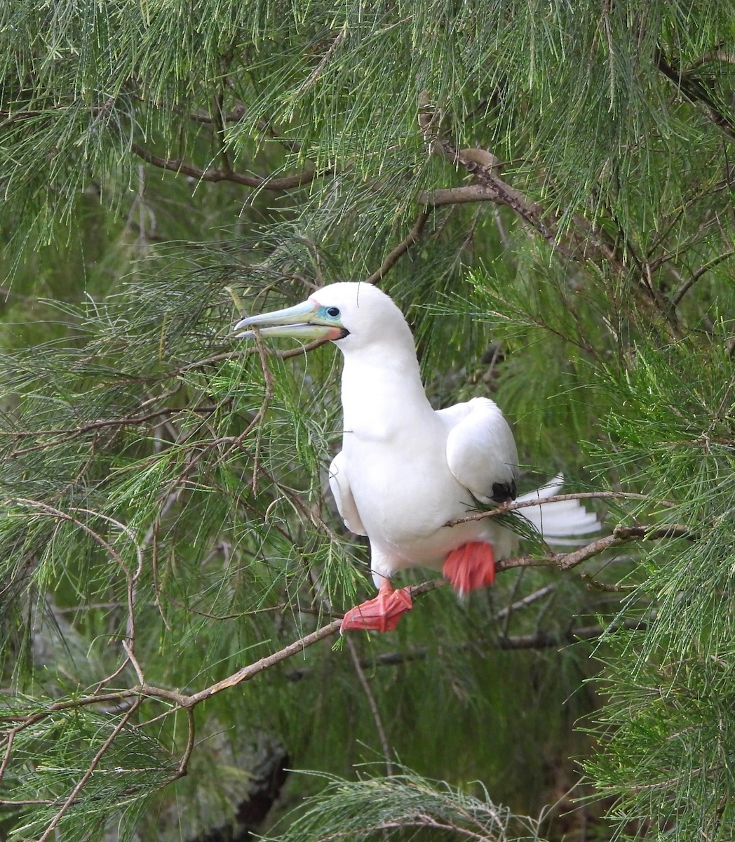 Red-footed Booby - ML647625664