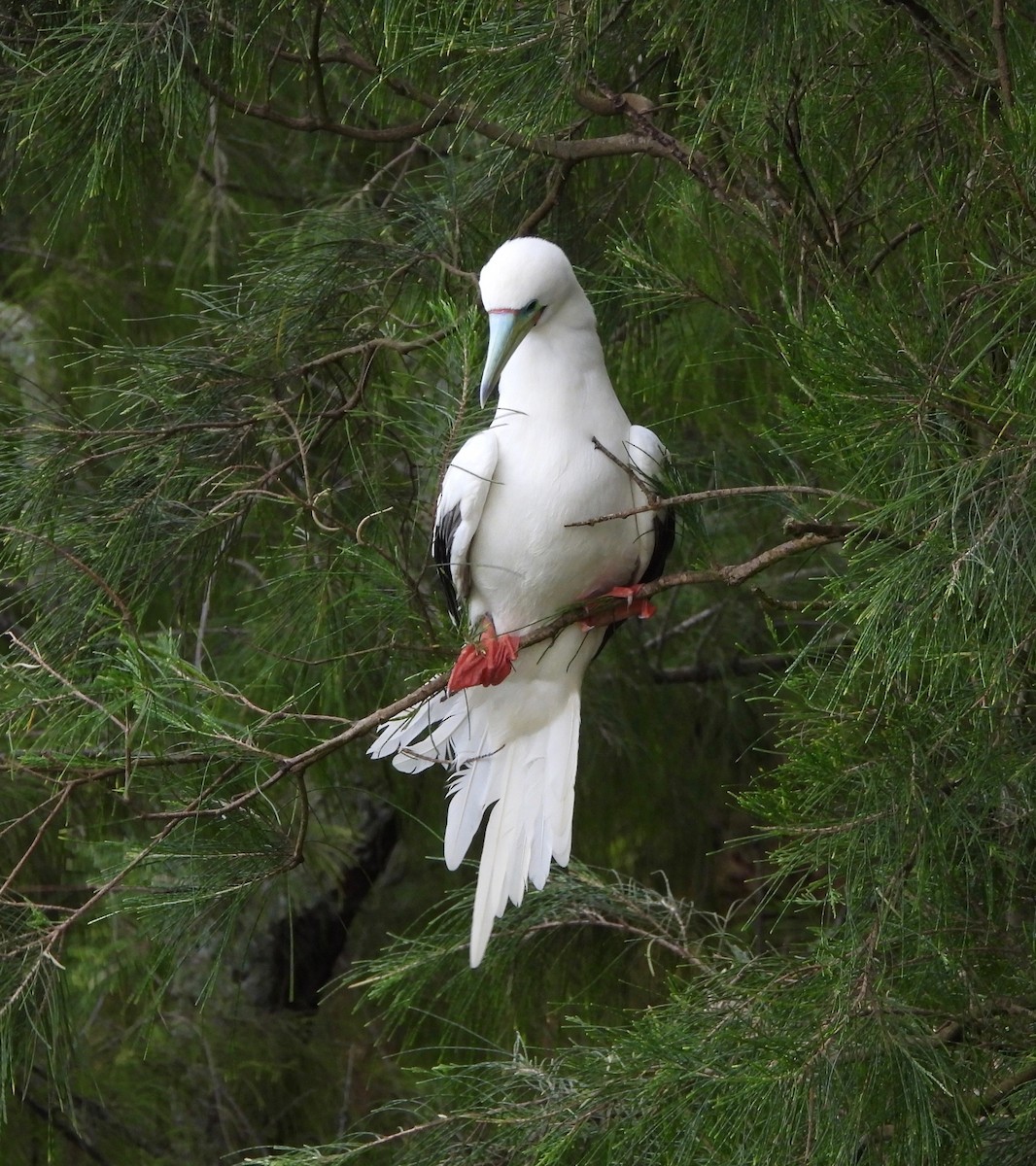 Red-footed Booby - ML647625665