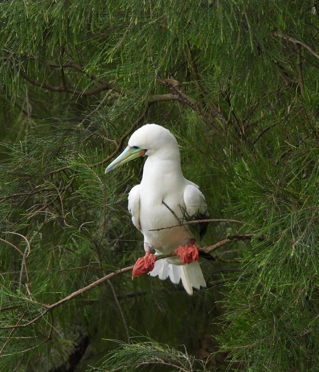 Red-footed Booby - ML647625666