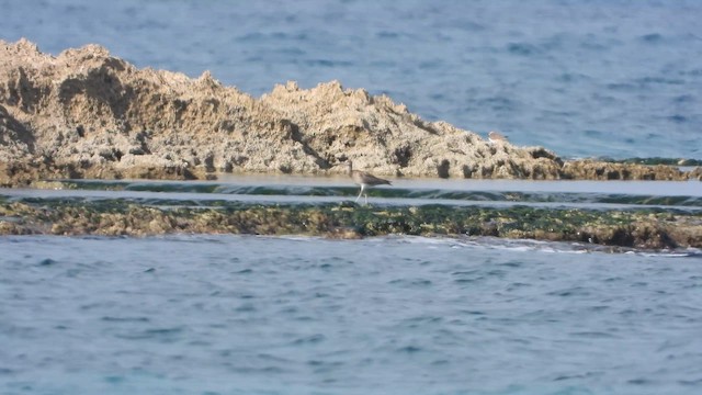 Sürmeli Kervançulluğu (phaeopus) - ML647625669