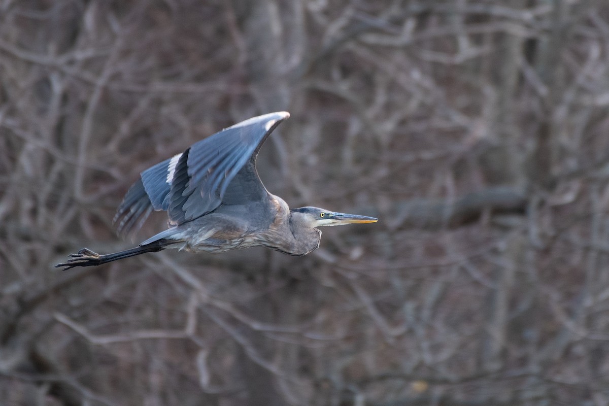 Чапля північна - ML647625685