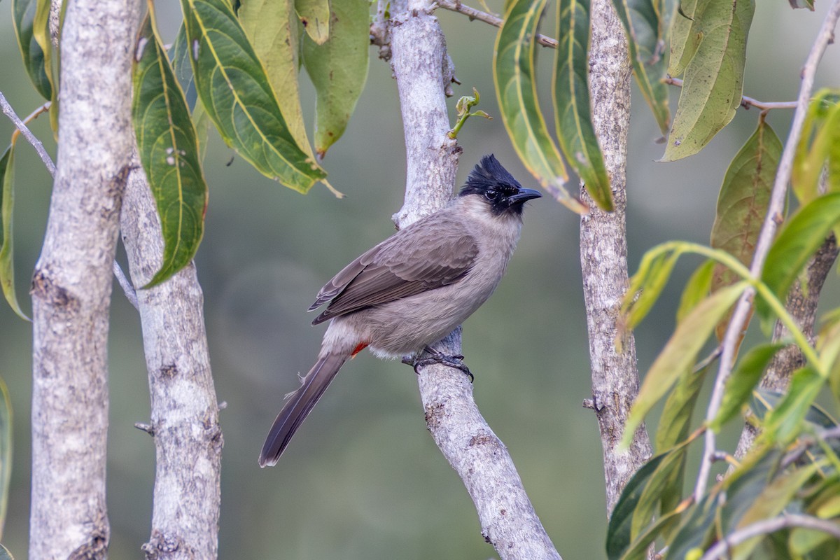Sooty-headed Bulbul - ML647625686