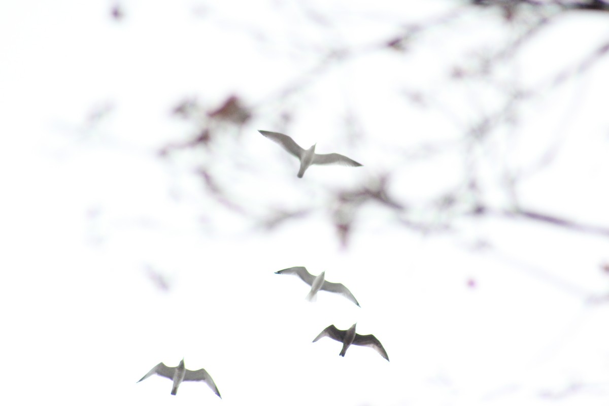 שחף בלתי-מזוהה - ML647625703