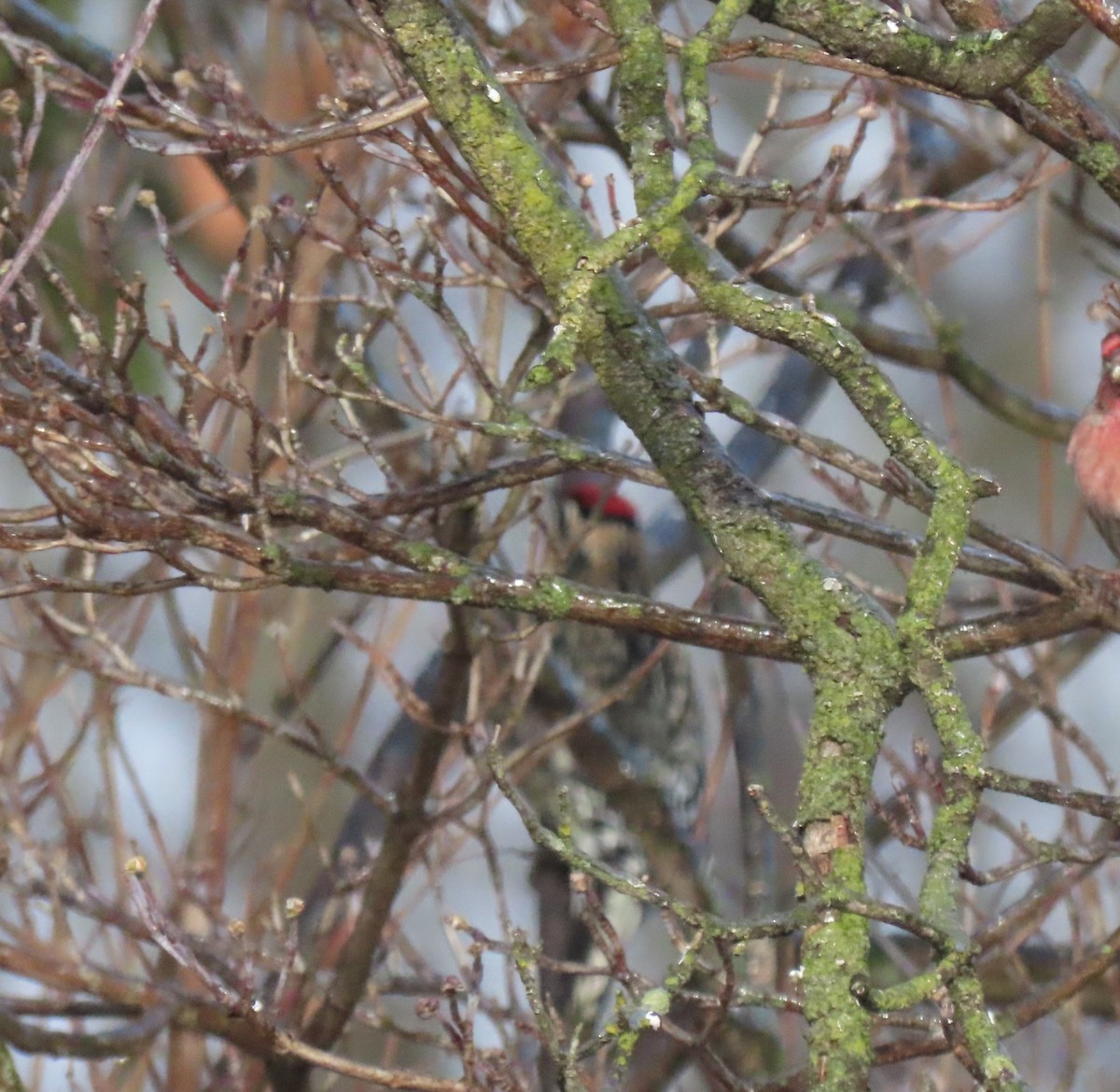 Дятел-смоктун жовточеревий - ML647625741