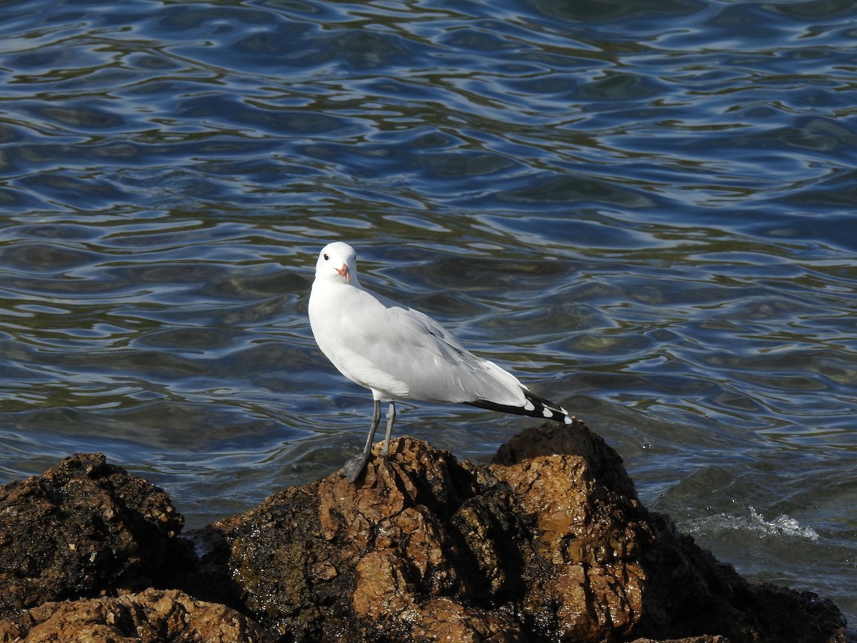 Ada Martısı - ML647625743