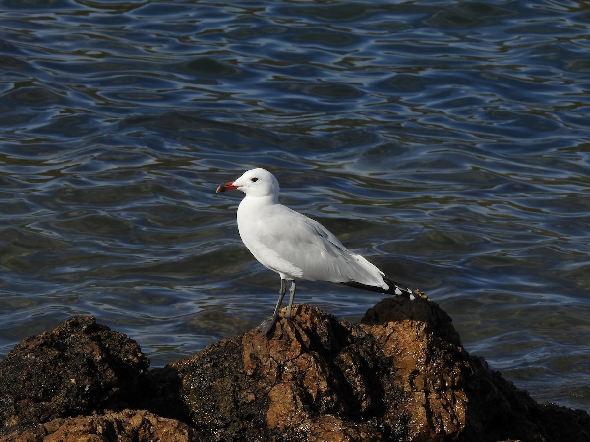 Ada Martısı - ML647625744