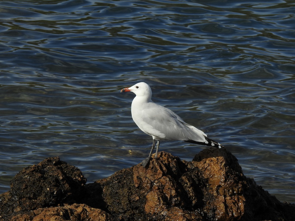 Ada Martısı - ML647625745