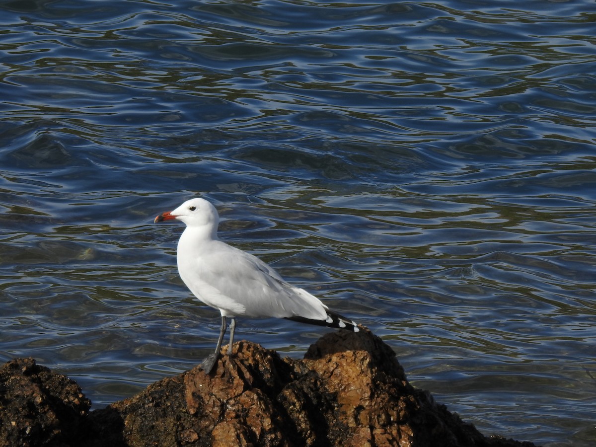 Ada Martısı - ML647625746