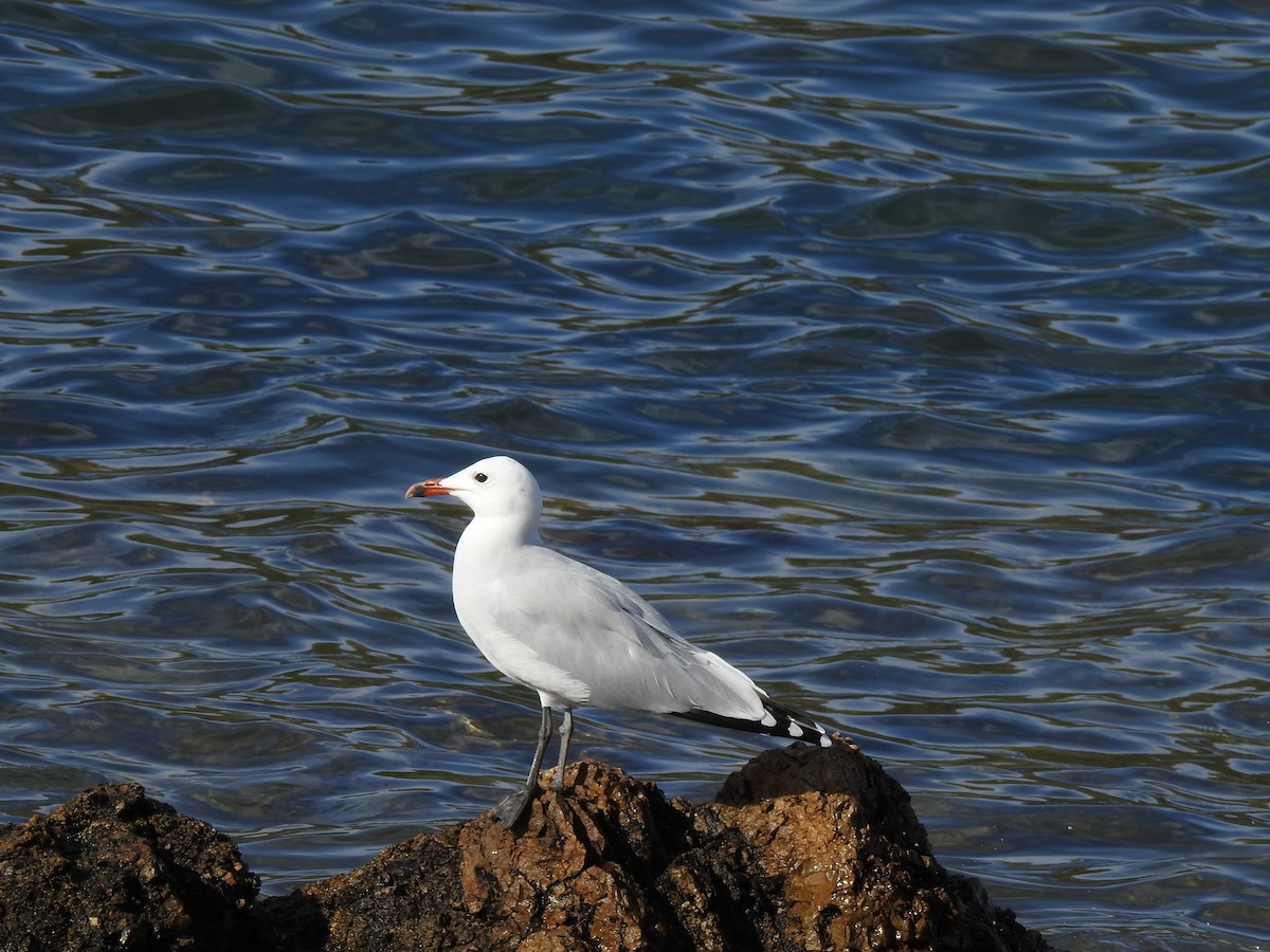 Ada Martısı - ML647625747