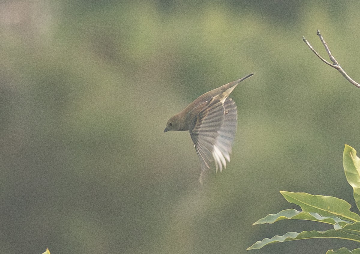 Çivit Çintesi - ML647625754