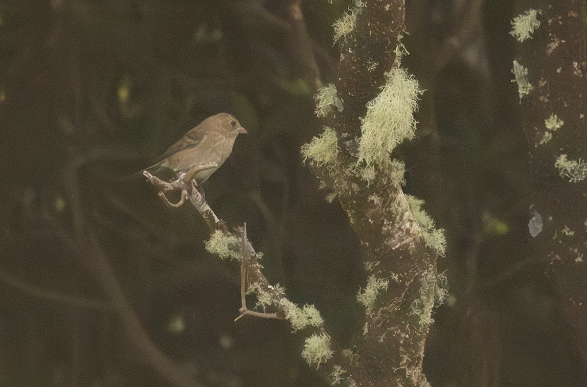 Çivit Çintesi - ML647625755