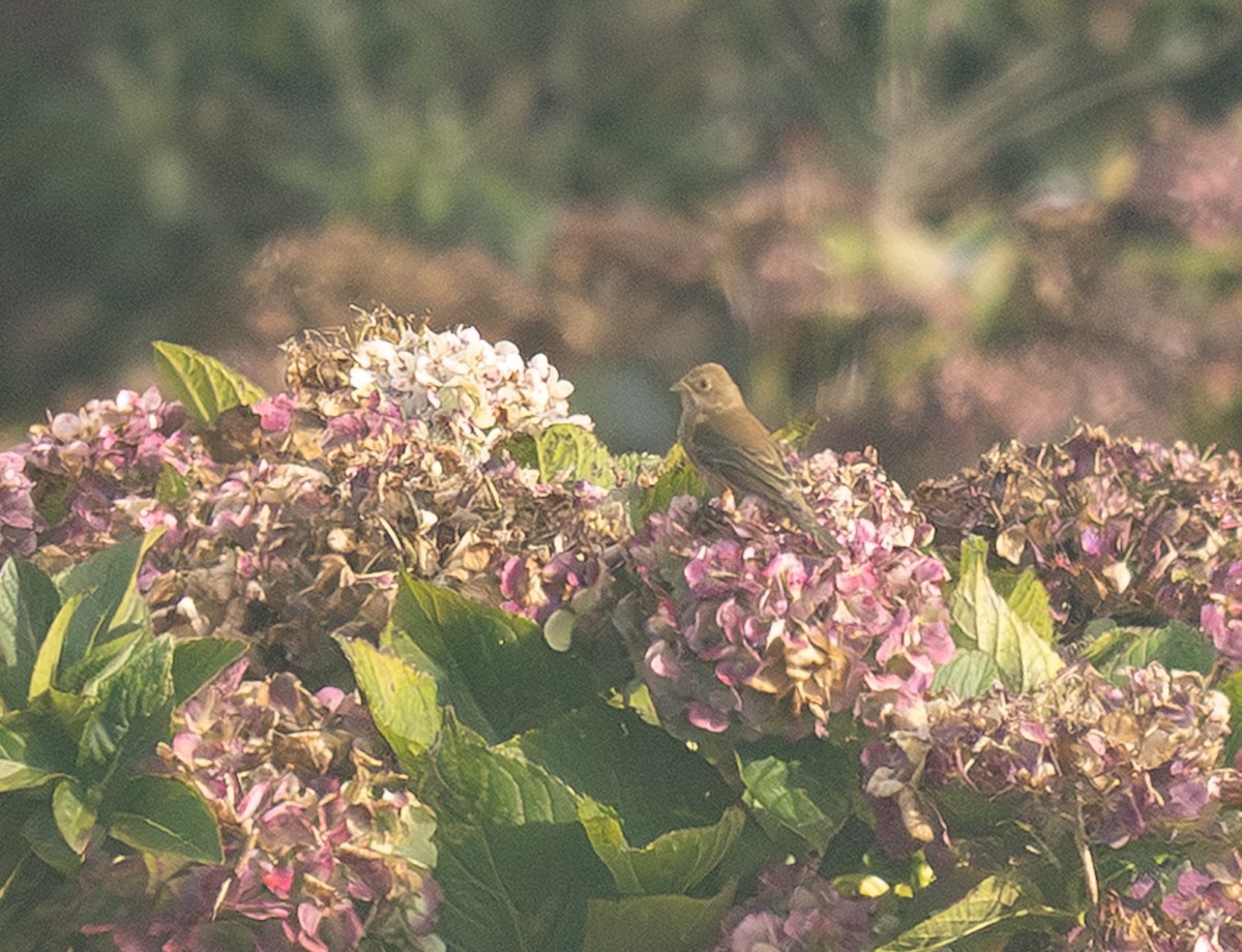 Çivit Çintesi - ML647625756